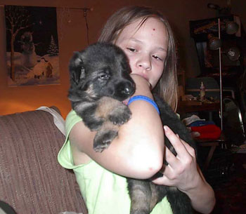 German_Shepherd_puppy